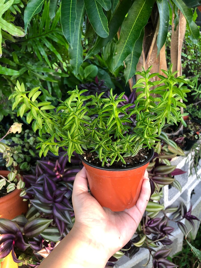 Peperomia Axillaris Prayer Plant Rare Succulent Live Plant