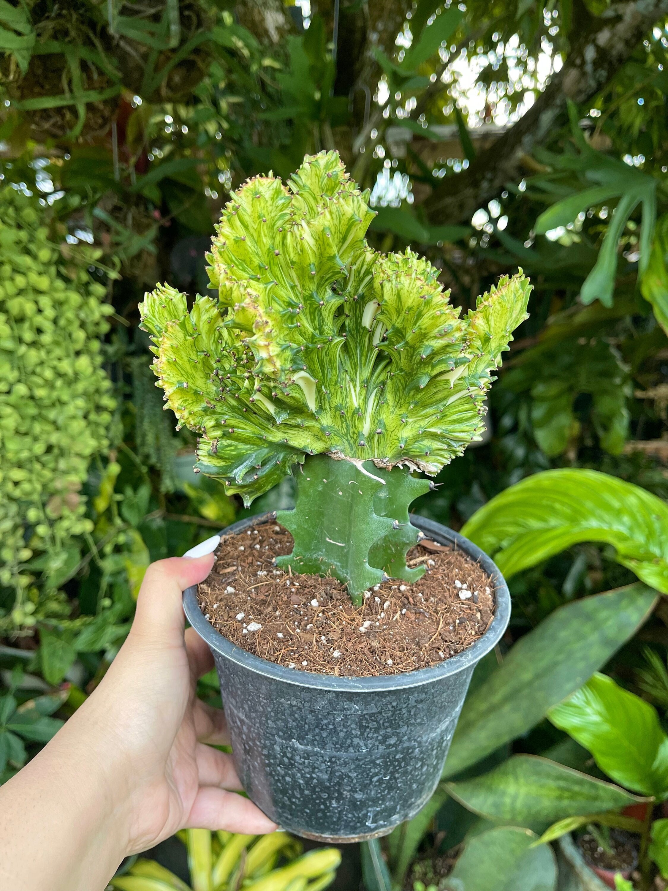 6 Variegated Euphorbia Lactea Cristata ' Coral Cactus ' Rare Succulent  Live Plant - Etsy