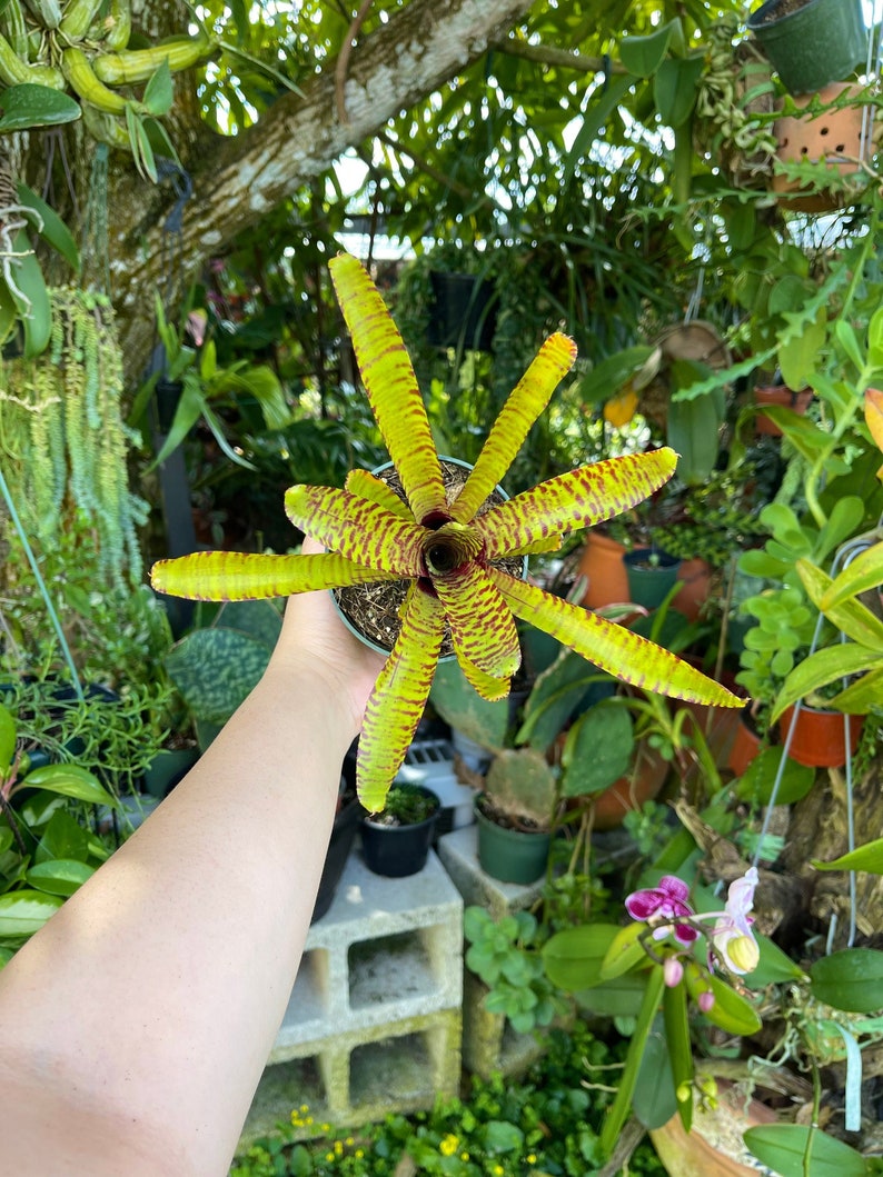 Neoregelia Yellow Stripe Rare Bromeliad Live Plant image 1