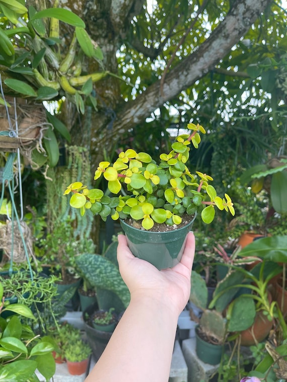 buy pothos Golden Pothos Epipremnum Aureum main image 1