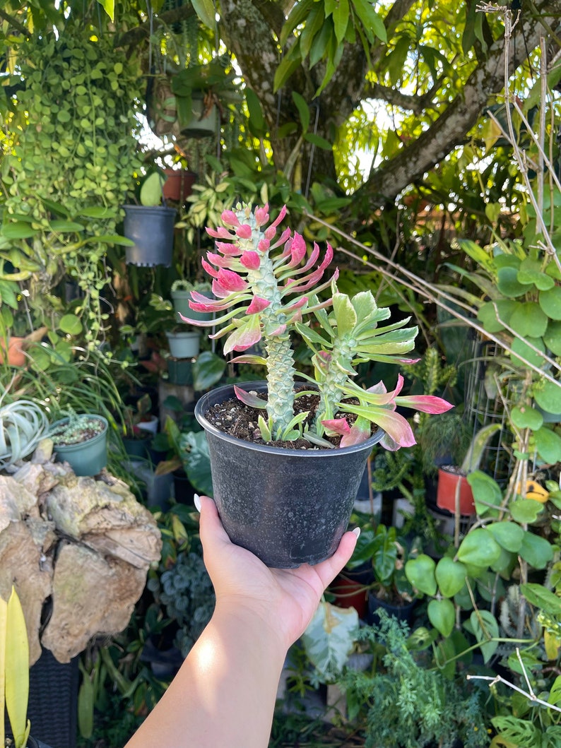 6 Euphorbia Monadenium Stapelioides F. Variegata Rare Succulent Live Plant image 5