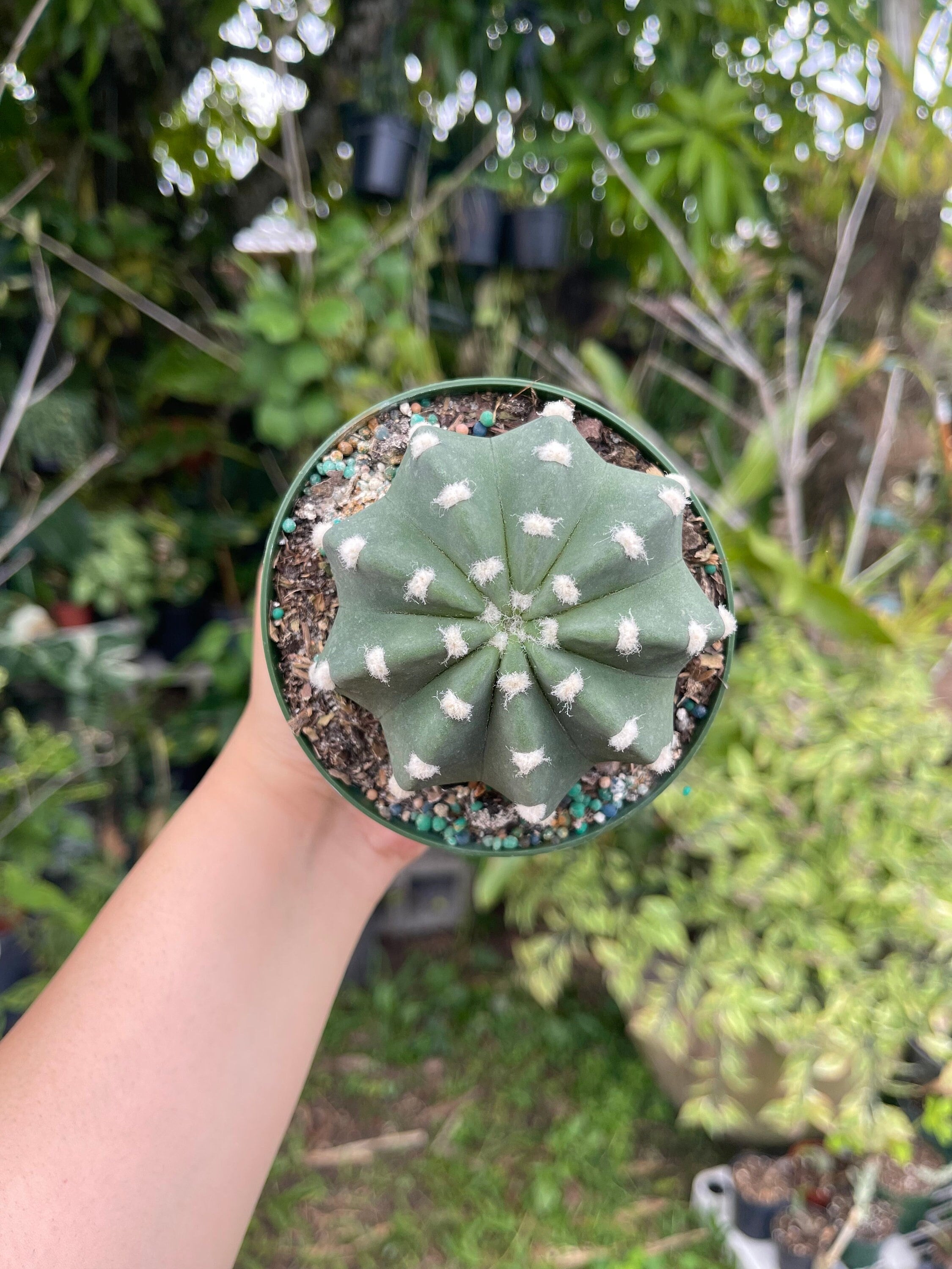 サボテン全書 All about CACTUS Cactus New Encyclopedia Book Comprehensive Guide to Cacti