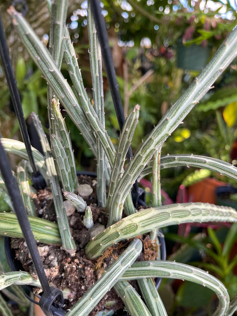 Large Senecio Stapeliiformis ‘Pickle Plant’ Rare Succulent Live Plant - Thumbnail 5