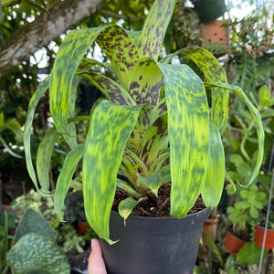 6 Vriesea Batik Rare Bromeliad Live Plant image 9