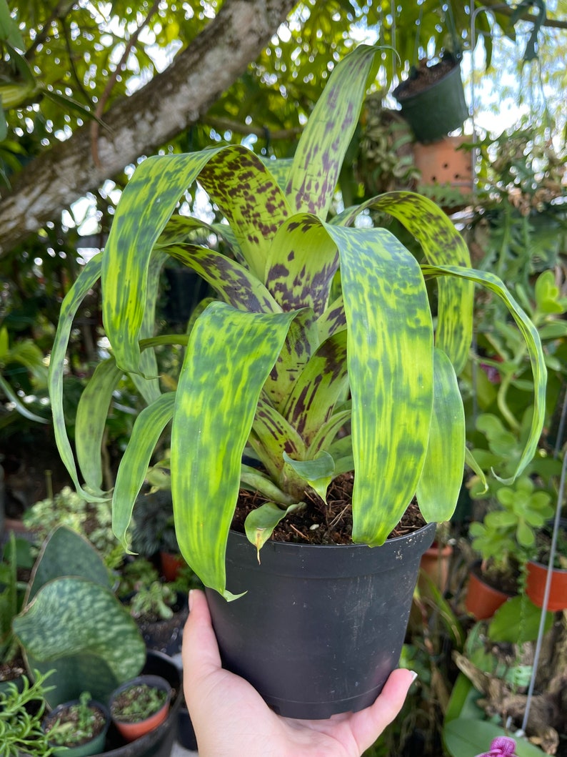 6 Vriesea Batik Rare Bromeliad Live Plant image 9
