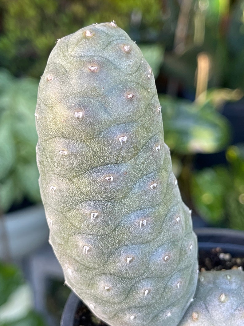 LilyParadiseFlowers Tephrocactus Articulatus Pine Cone Cactus
