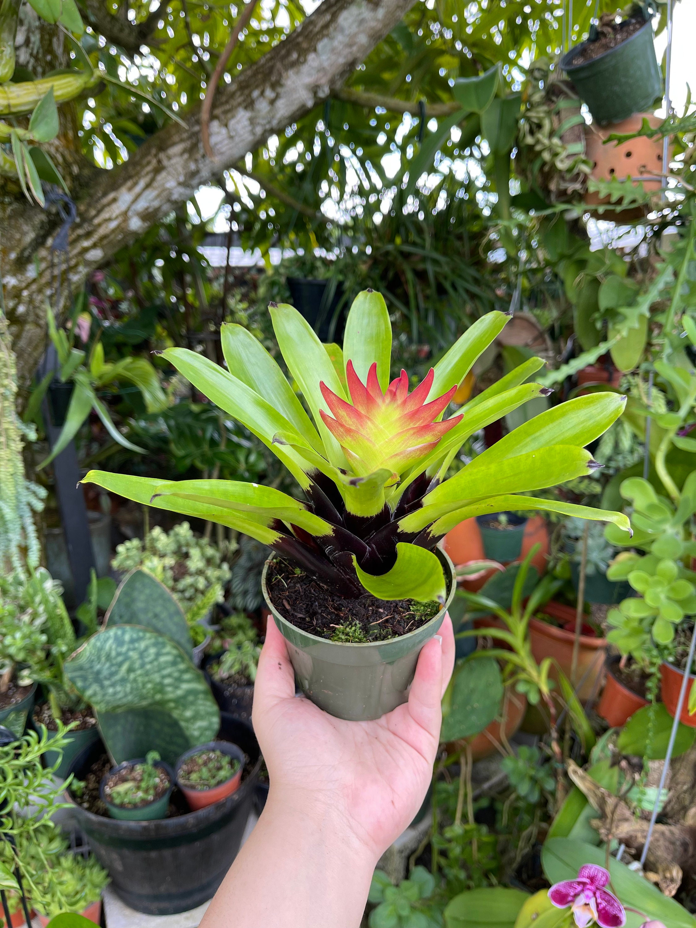 Vriesea Pink Cockatoo Erythrodactylon Rare Bromeliad Live Plant - Etsy
