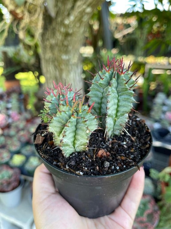 Euphorbia Cactus Milk