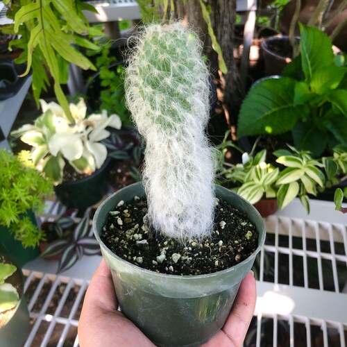 Opuntia Erinacea Ursine Ponytail Snow ‘Hairy’ Old Man Cactus Rare Succulent Live Cacti Plant