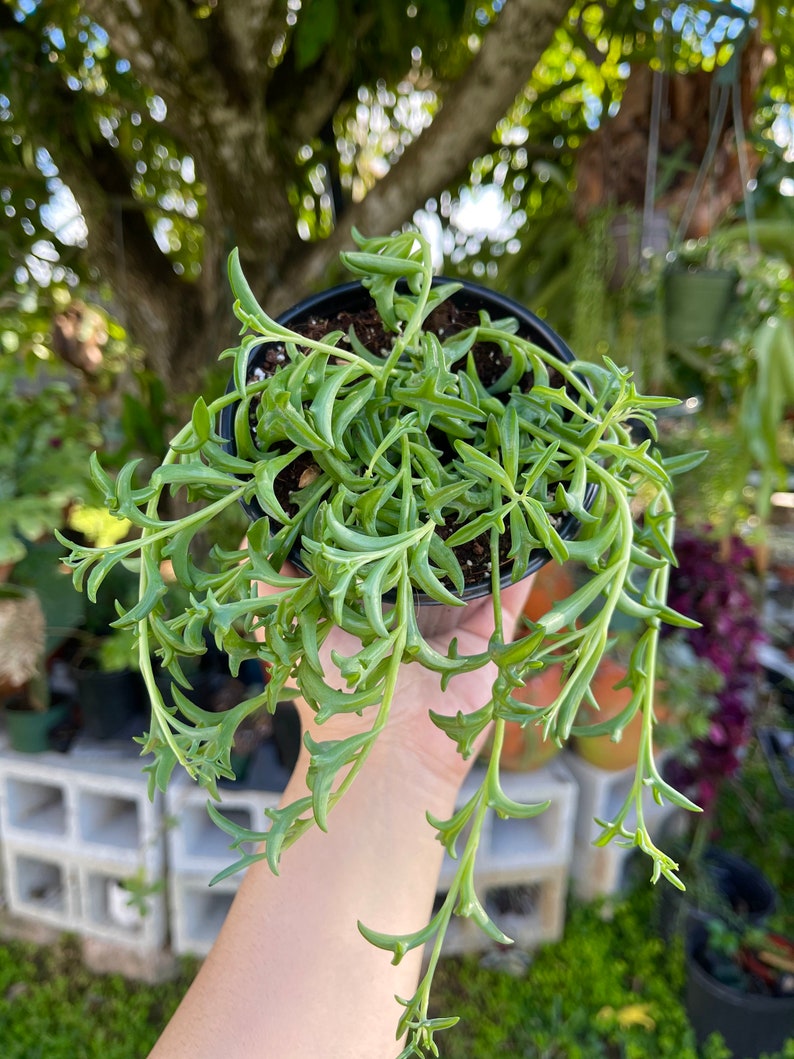 String of Dolphins Senecio Peregrinus Live Plant - Thumbnail 4