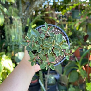 Peperomia Verticillata Red Twist Rare Succulent Live Plant image 6