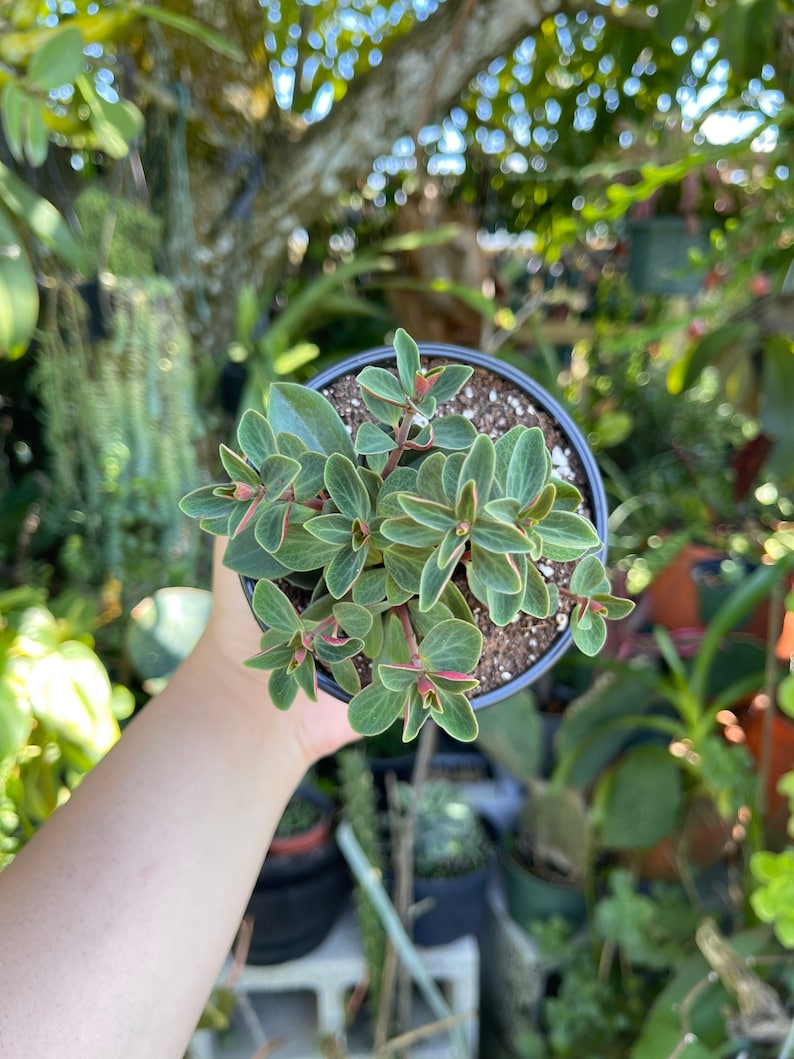 Peperomia Verticillata Red Twist Rare Succulent Live Plant image 6