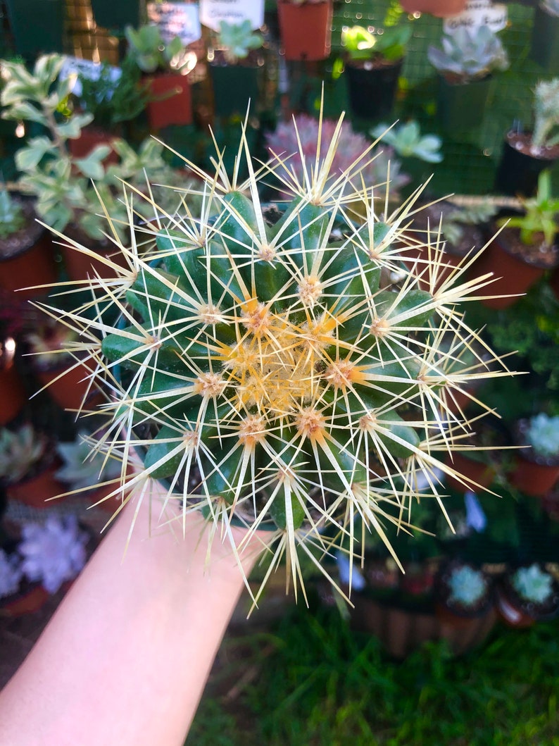 LilyParadiseFlowers Echinocactus Grusonii Albispinus