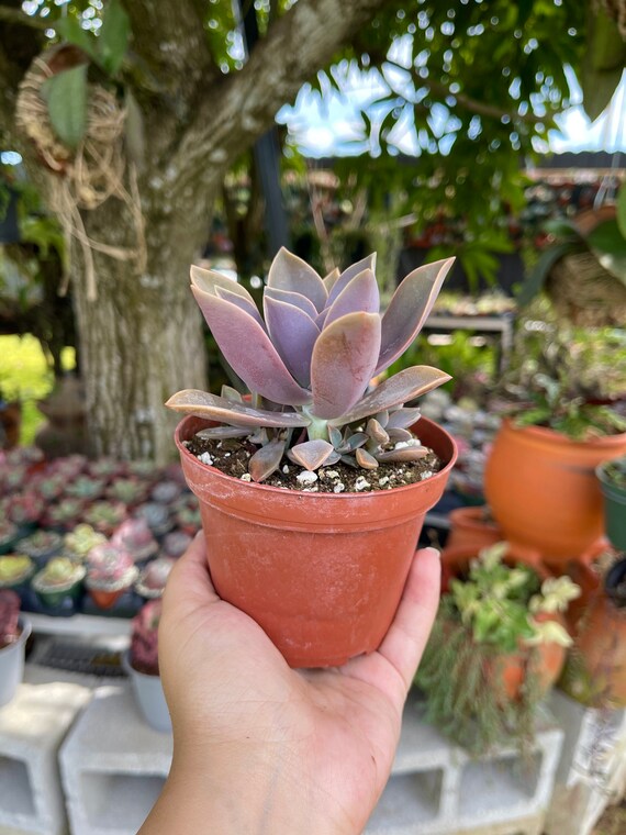 Graptoveria Fred Ives Rare Succulent Live Plant - Etsy