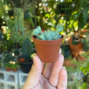 2 Graptopetalum Macdougallii Rare Succulent Live Plant image 5