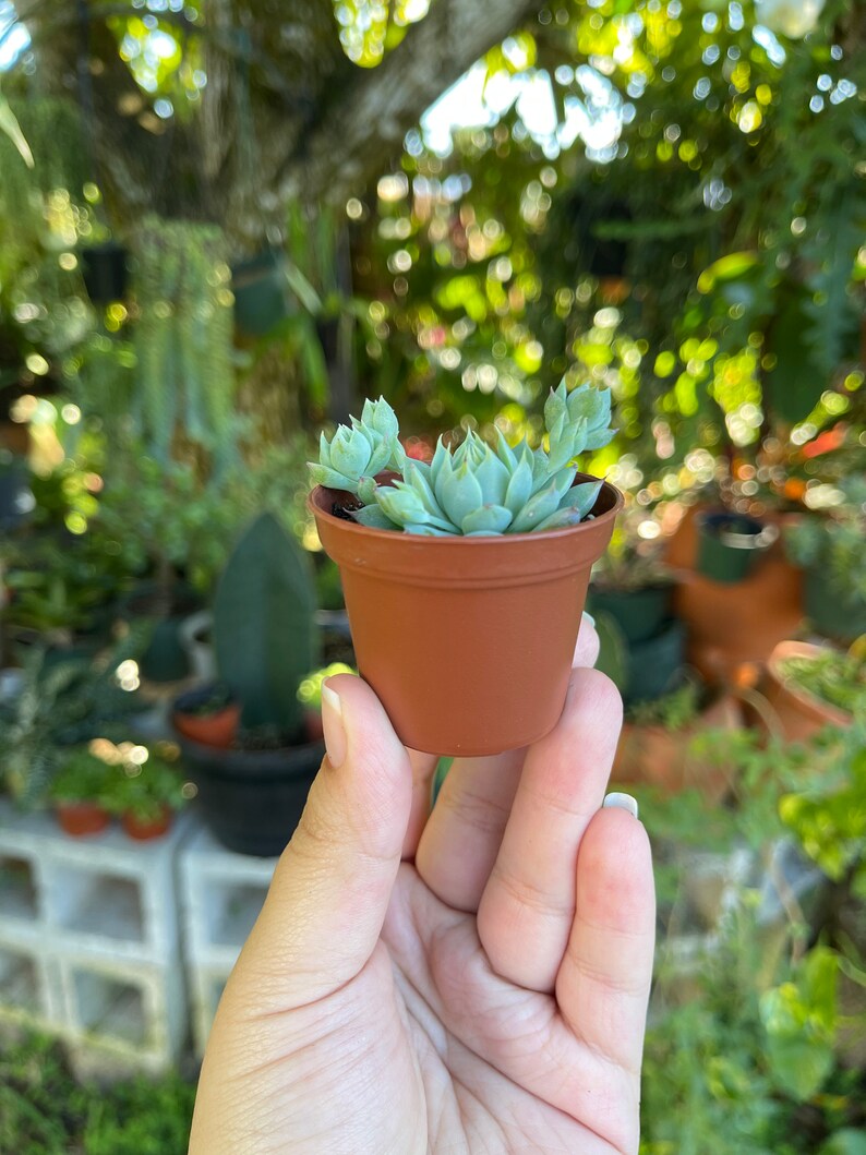 2 Graptopetalum Macdougallii Rare Succulent Live Plant image 5