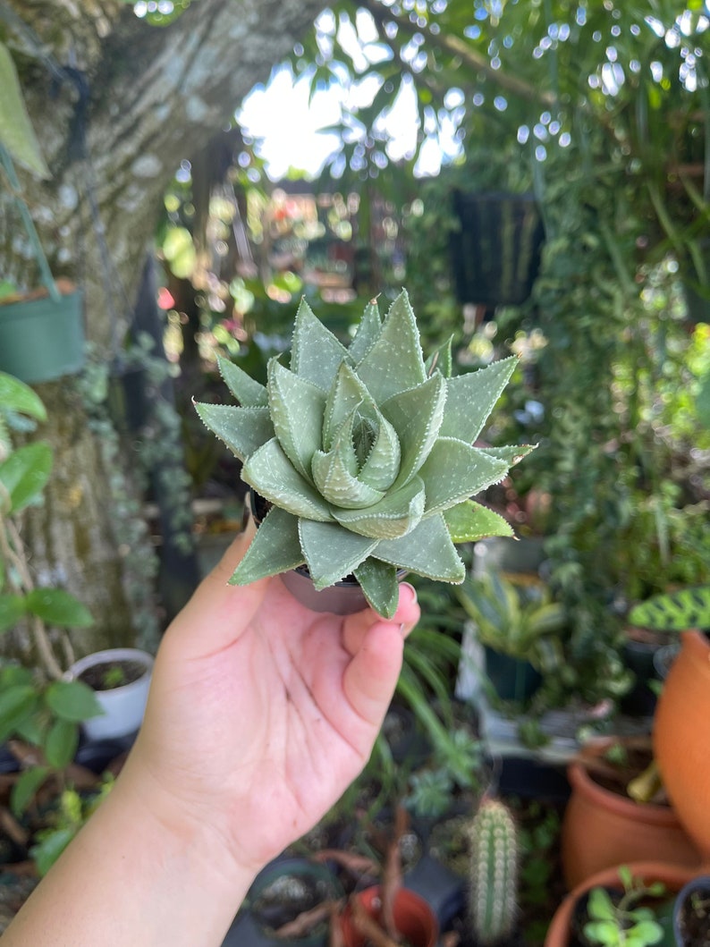 LilyParadiseFlowers Haworthia Savanna - Thumbnail 5