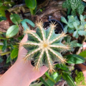 Eriocactus Magnificus Parodia Magnificus Balloon Cactus Rare Succulent Live Cacti Plant image 3