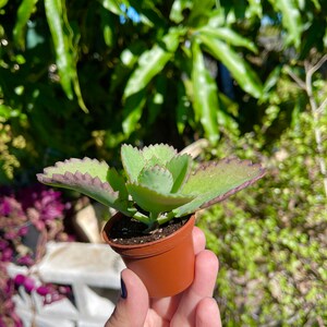 Peut inclure: Une petite plante succulente verte avec des bords violets poussant dans un pot en plastique brun. La plante est tenue dans une main.