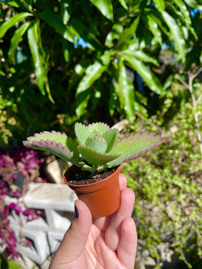 Peut inclure: Une petite plante succulente verte avec des bords violets poussant dans un pot en plastique brun. La plante est tenue dans une main.