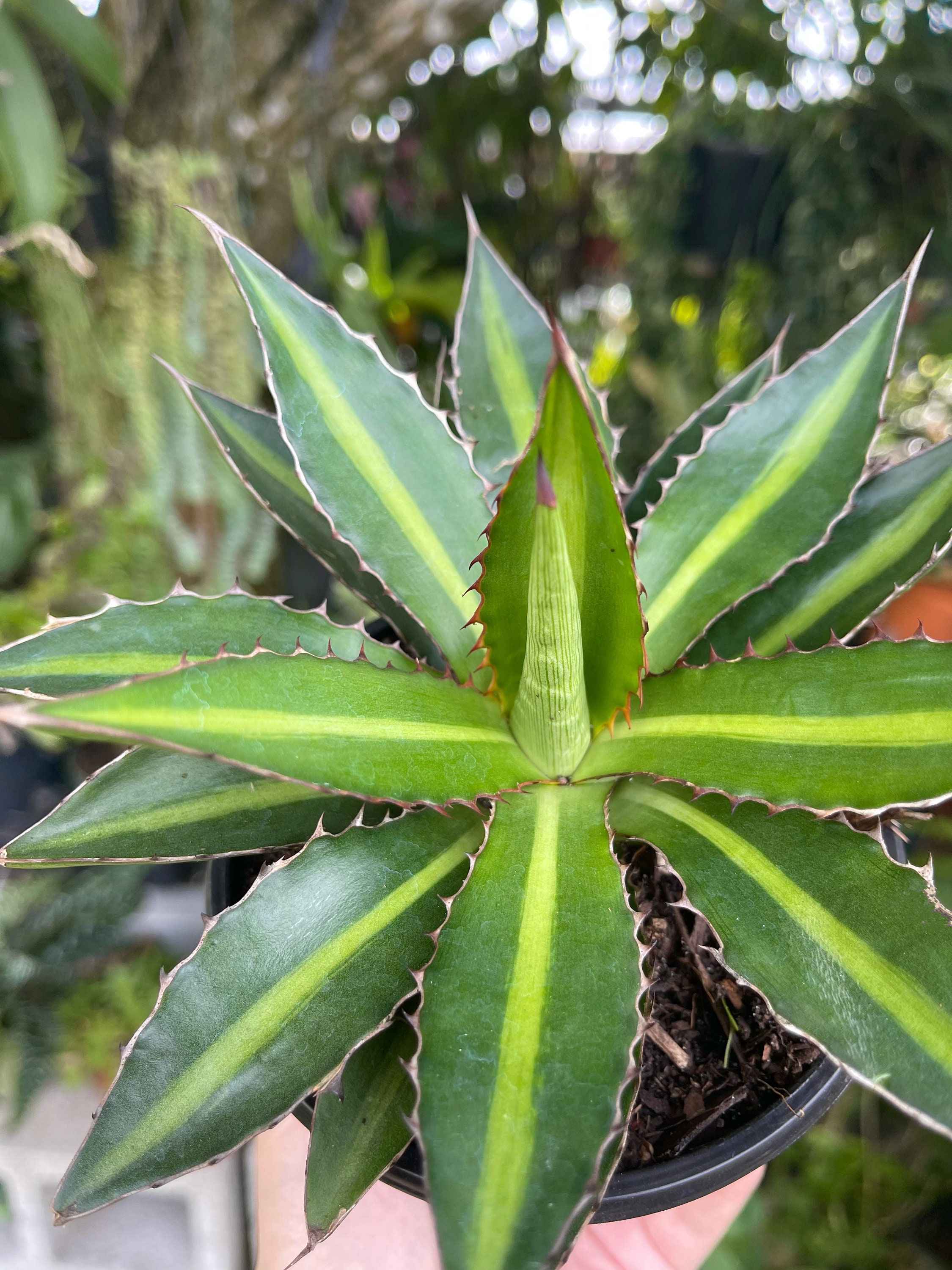 Agave Lophantha 'splendida' Center Stripe Agave | Etsy