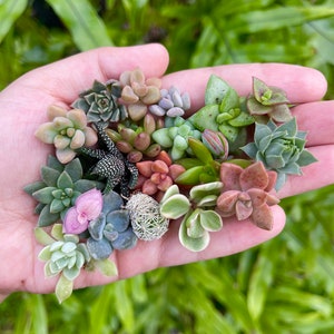 12 Baby Succulent Live Cuttings