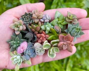 black.zz plant Black ZZ Rare