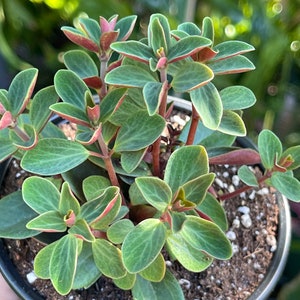 Peperomia Verticillata Red Twist Rare Succulent Live Plant image 2