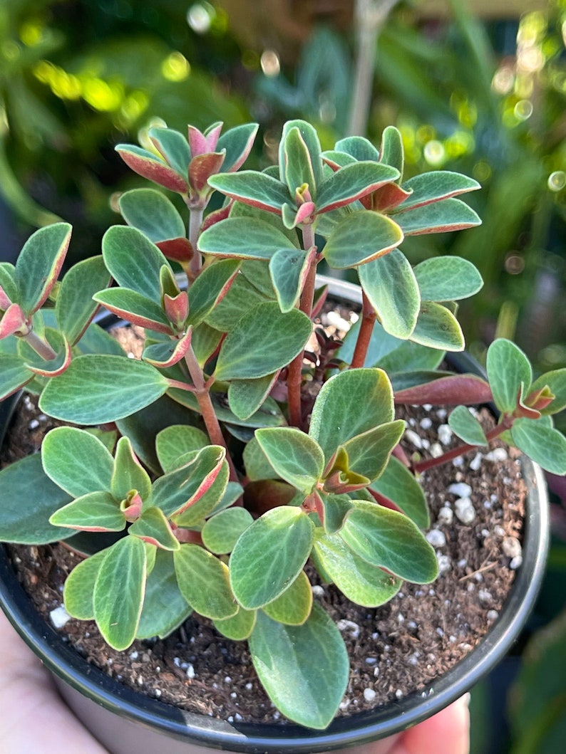 Peperomia Verticillata Red Twist Rare Succulent Live Plant image 2