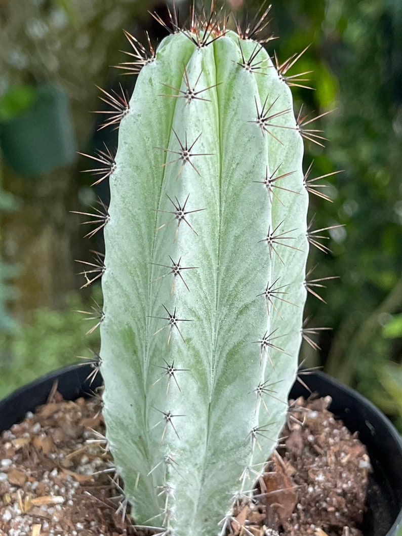 Striped Polaskia Chichipe Cactus Rare Succulent Live Cacti Plant image 6