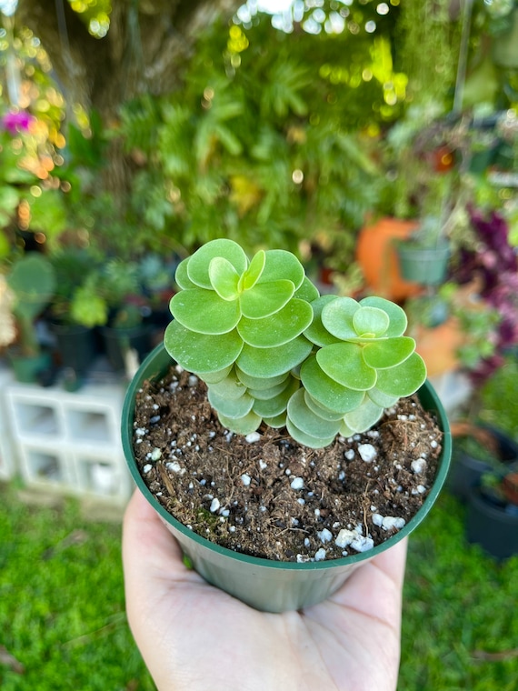 string bean succulent Crassula congesta 'Green Beans' 6 Inch