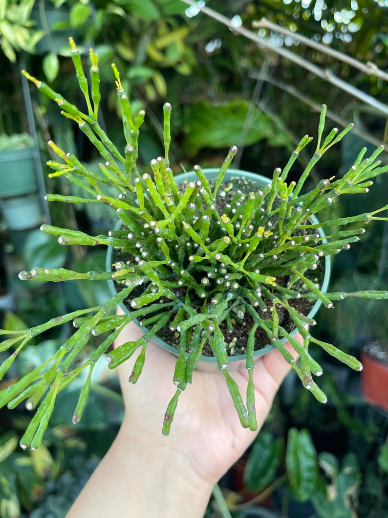 Rhipsalis Hatiora Salicornioides Dancing Bones Cactus Rare Succulent Live Cacti Plant image 6