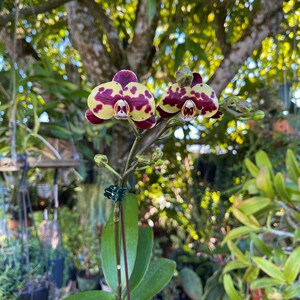 Phalaenopsis Aphrodite Moon Orchid Moth Orchid Live Plant image 4