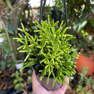 Rhipsalis Hatiora Salicornioides Dancing Bones Cactus Rare Succulent Live Cacti Plant image 5