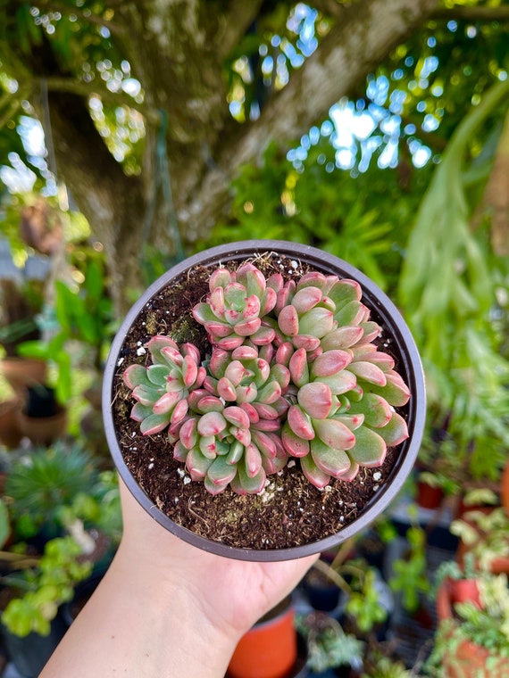 small plants in a pot ZZ Plant | Small, Medium & Large Options main image 0