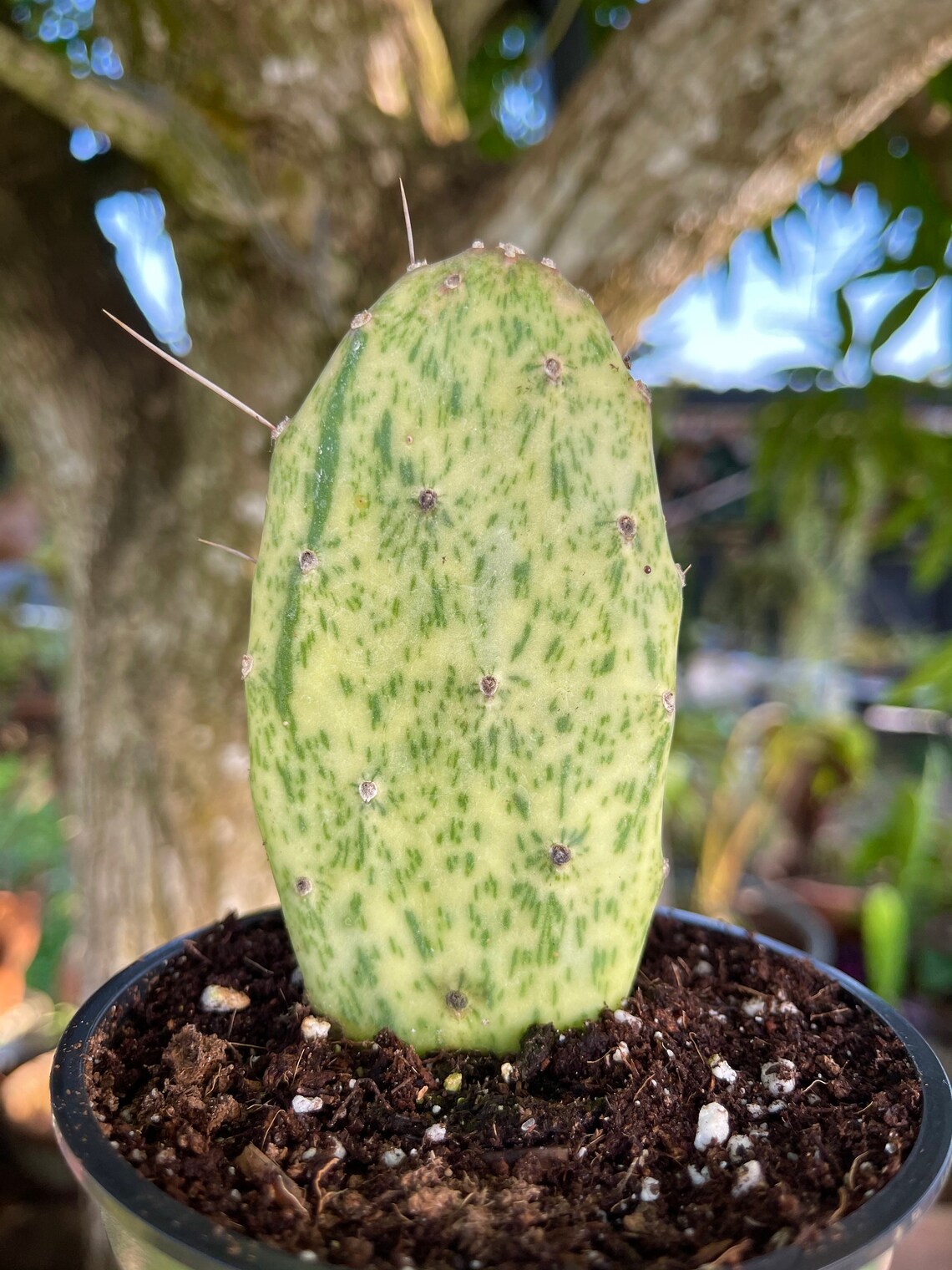Variegated Opuntia Sunburst Cactus Rare Succulent Live Cacti Etsy