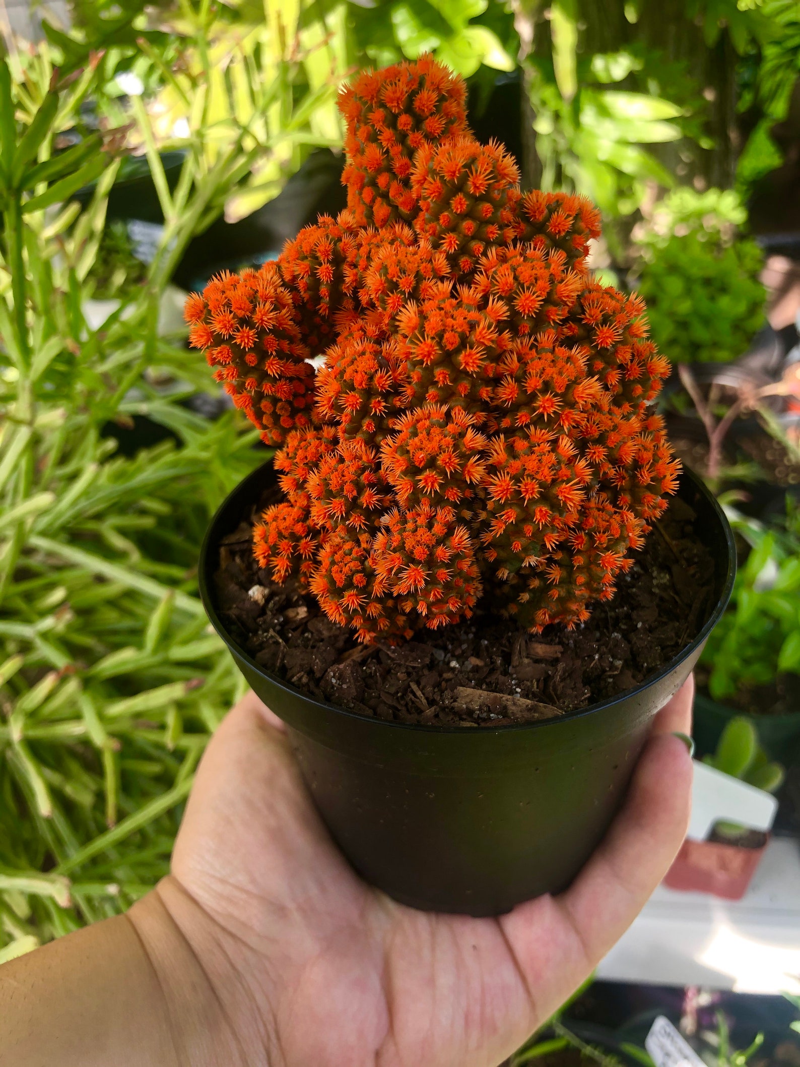 Orange Desert Gems Cacti Rare Succulent Cactus Live Plant Etsy