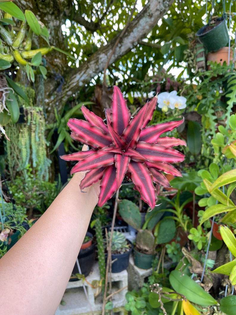 Cryptanthus Earth Star Rare Succulent Live Plant image 5