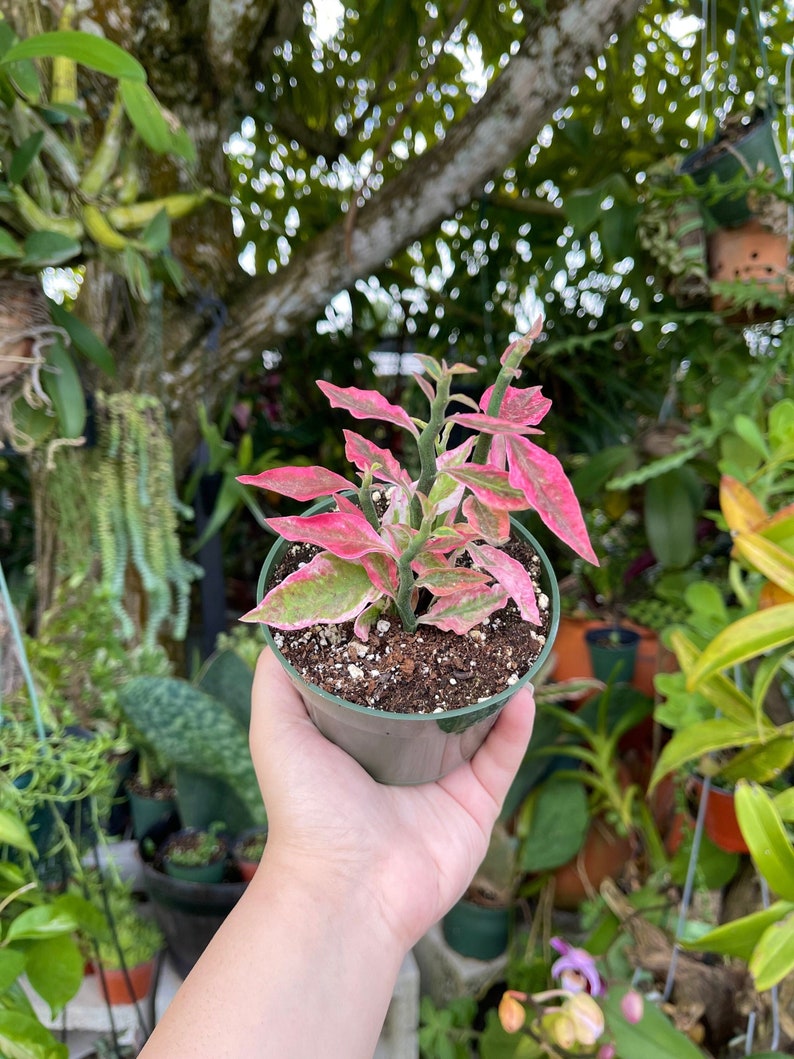Pedilanthus Tithymaloides Variegated Pink Devils Backbone Rare Succulent Live Plant image 1