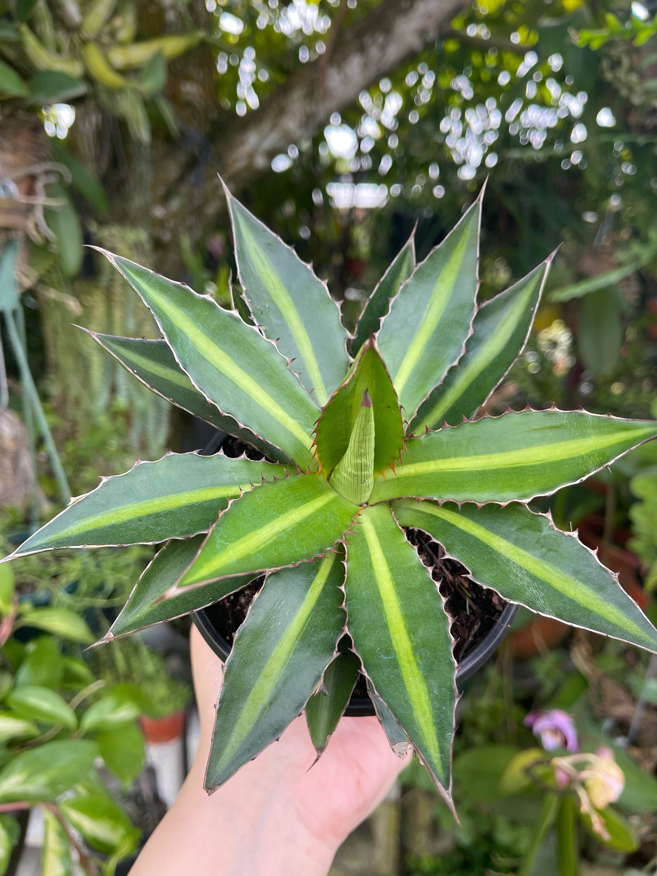 Agave Lophantha 'splendida' Center Stripe Agave | Etsy