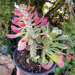 6 Euphorbia Monadenium Stapelioides F. Variegata Rare Succulent Live Plant image 2