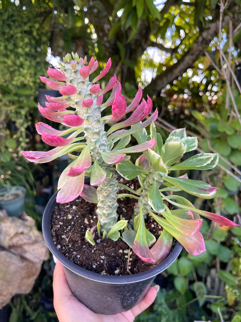 6 Euphorbia Monadenium Stapelioides F. Variegata Rare Succulent Live Plant image 2