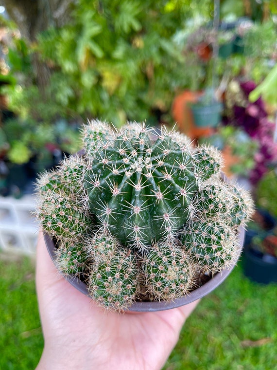 Echinobivia Rainbow Bursts Cactus Rare Succulent Cacti Live Plant - Etsy