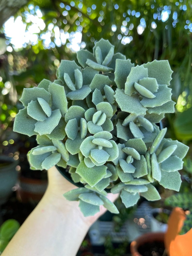 LilyParadiseFlowers Kalanchoe Millotii Succulent