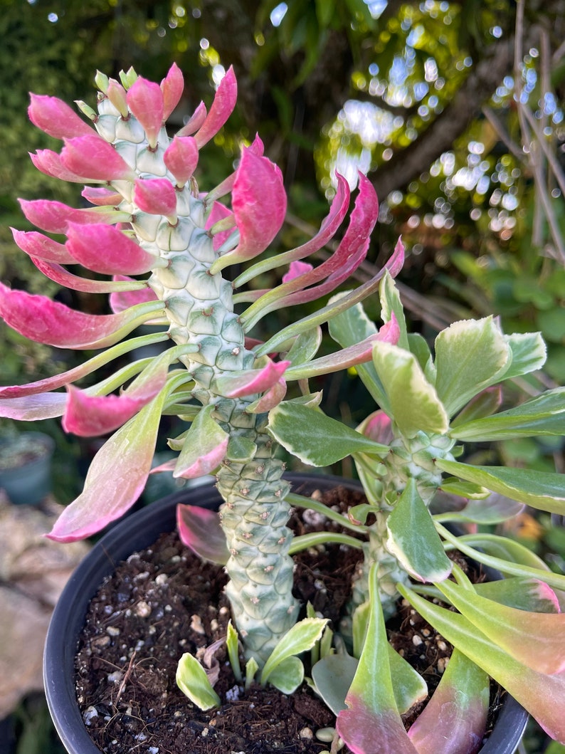 6 Euphorbia Monadenium Stapelioides F. Variegata Rare Succulent Live Plant image 6