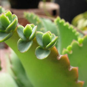 Mother Of Thousands Millions Kalanchoe Daigremontiana Mexican Hat Rare Succulent Live Plant image 3