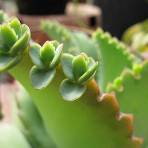 Peut inclure: Gros plan sur une plante succulente verte avec de petites feuilles arrondies poussant le long du bord d'une feuille plus grande. La plante a un bord festonn&eacute; et une teinte brun rouge&acirc;tre.
