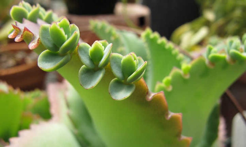 Peut inclure: Gros plan sur une plante succulente verte avec de petites feuilles arrondies poussant le long du bord d'une feuille plus grande. La plante a un bord festonn&eacute; et une teinte brun rouge&acirc;tre.