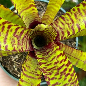 Neoregelia Yellow Stripe Rare Bromeliad Live Plant image 2