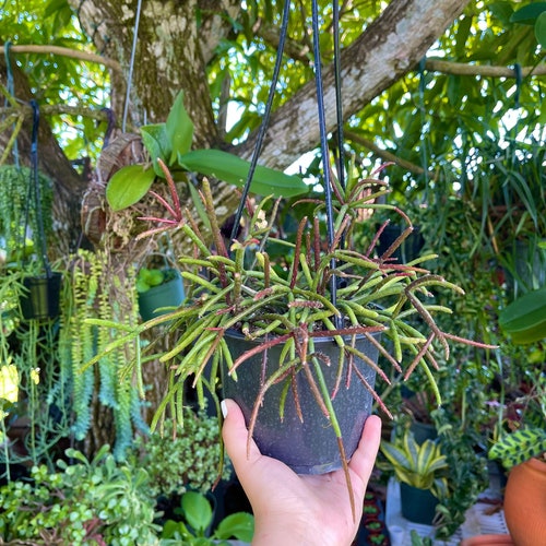 Rhipsalis Baccifera Mistletoe Cactus Rare Succulent Live Cacti Plant